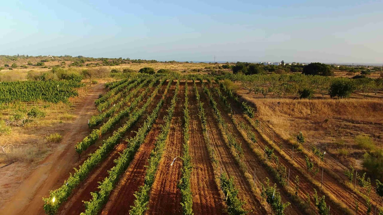 Aerial view of green crops growing in organized rows under a clear sky.