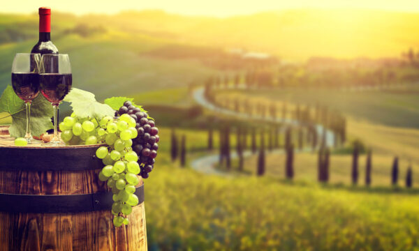 A vineyard at sunset with grapes and rolling hills in the background.