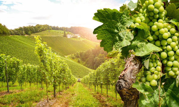 Sunlit vineyard rows with green grape clusters on rolling hills.