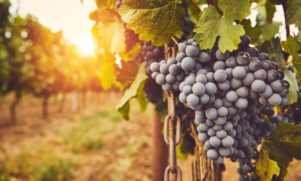 Bunches of ripe grapes hanging on the vine at sunset in a vineyard.