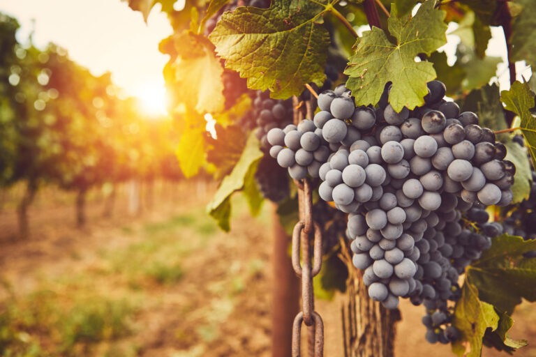 Bunches of ripe grapes hanging on the vine at sunset in a vineyard.