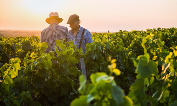 Two farmers inspecting crops in a vineyard at sunset.