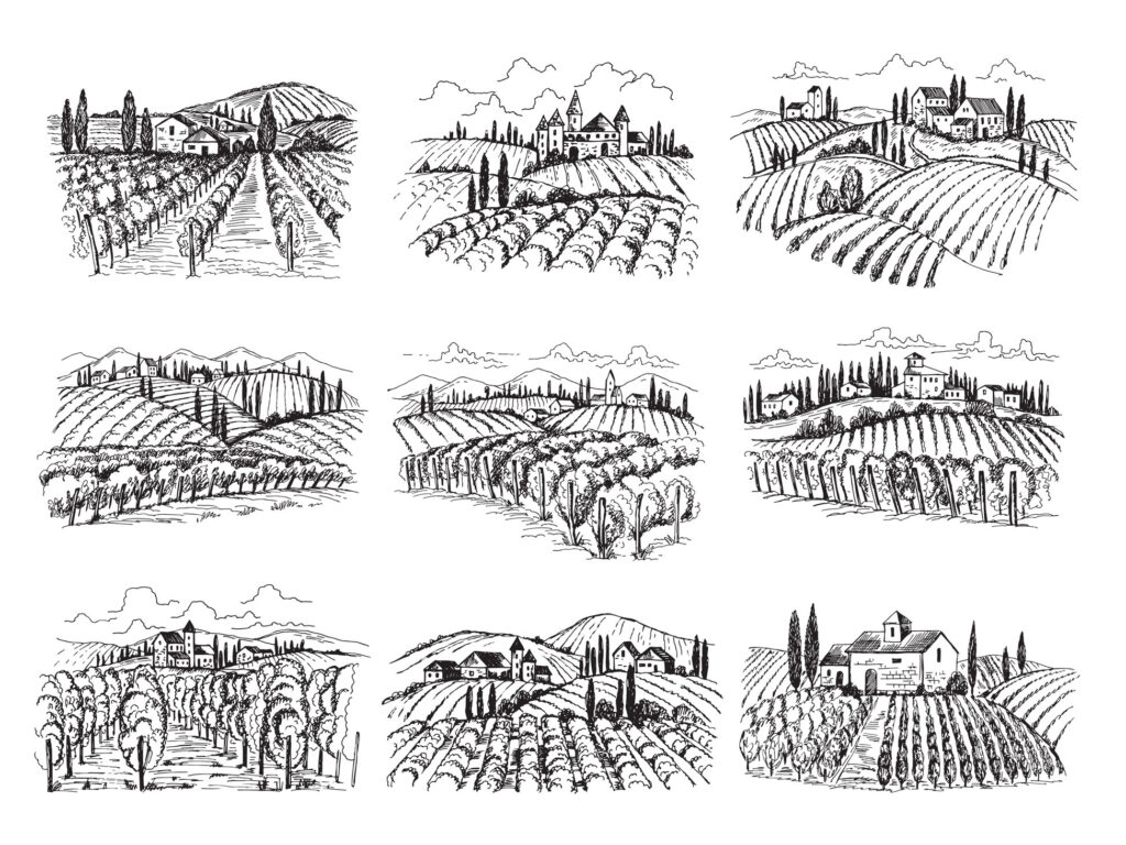 Black and white sketches of various vineyard landscapes.