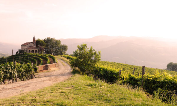 Winding dirt path through lush vineyards under a soft, hazy sky.