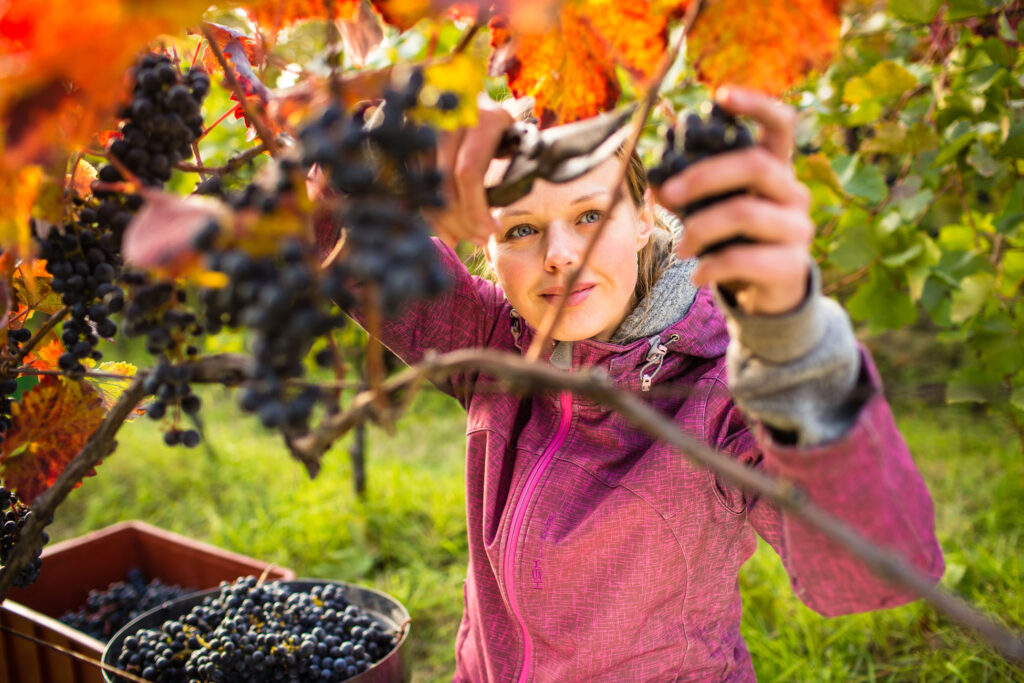 Person harvesting ripe grapes in vineyard during autumn.