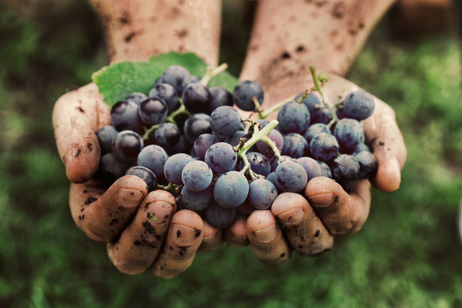 Hands holding freshly picked dark grapes with soil on them.