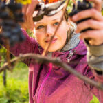 Woman pruning grapevines in a vineyard on a sunny day.