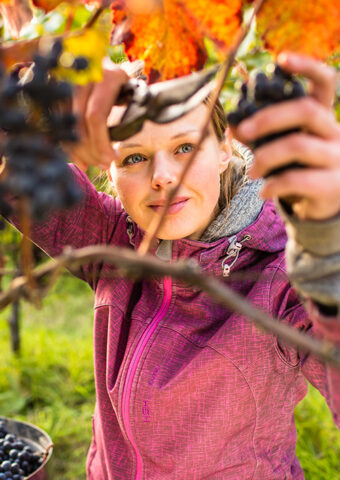 Woman pruning grapevines in a vineyard on a sunny day.