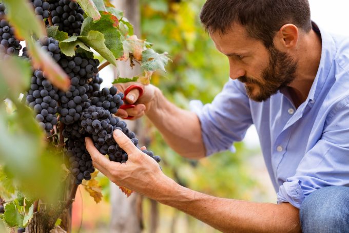 Man harvesting ripe grapes in a vineyard.