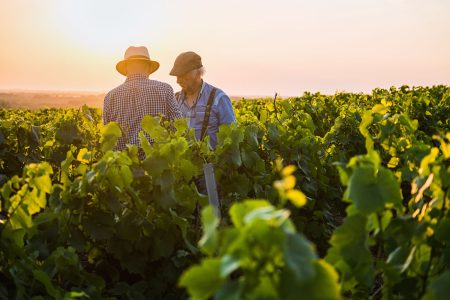 Two farmers inspecting crops in a vineyard at sunset.