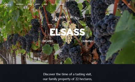 Close-up of ripe grapes on a vine in an organic vineyard in Elsass.